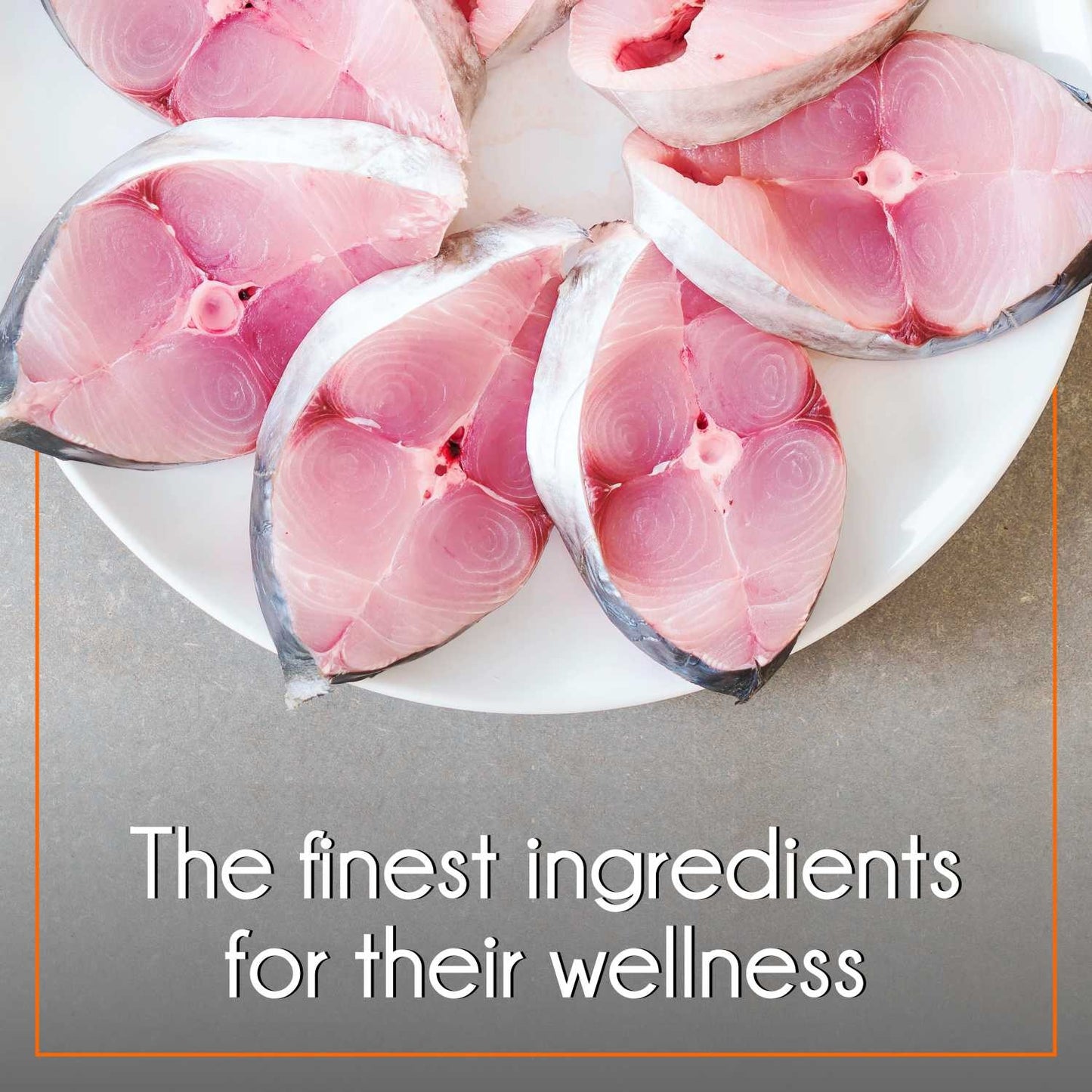 Purepet Mackerel Adult Dry Cat Food