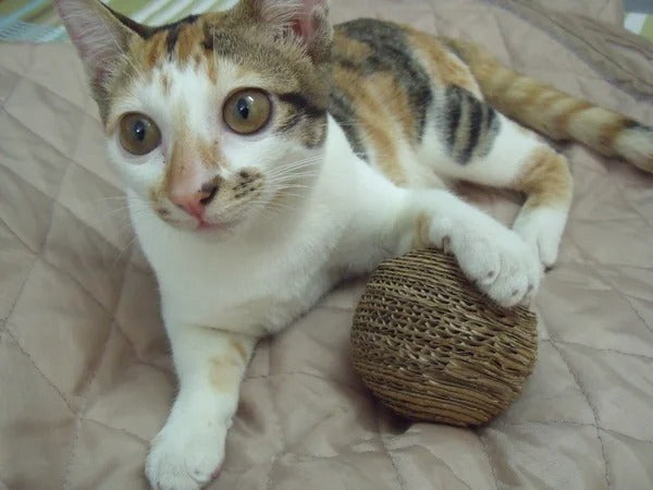 Cotton Ball Toy for Cats with Bell Inside