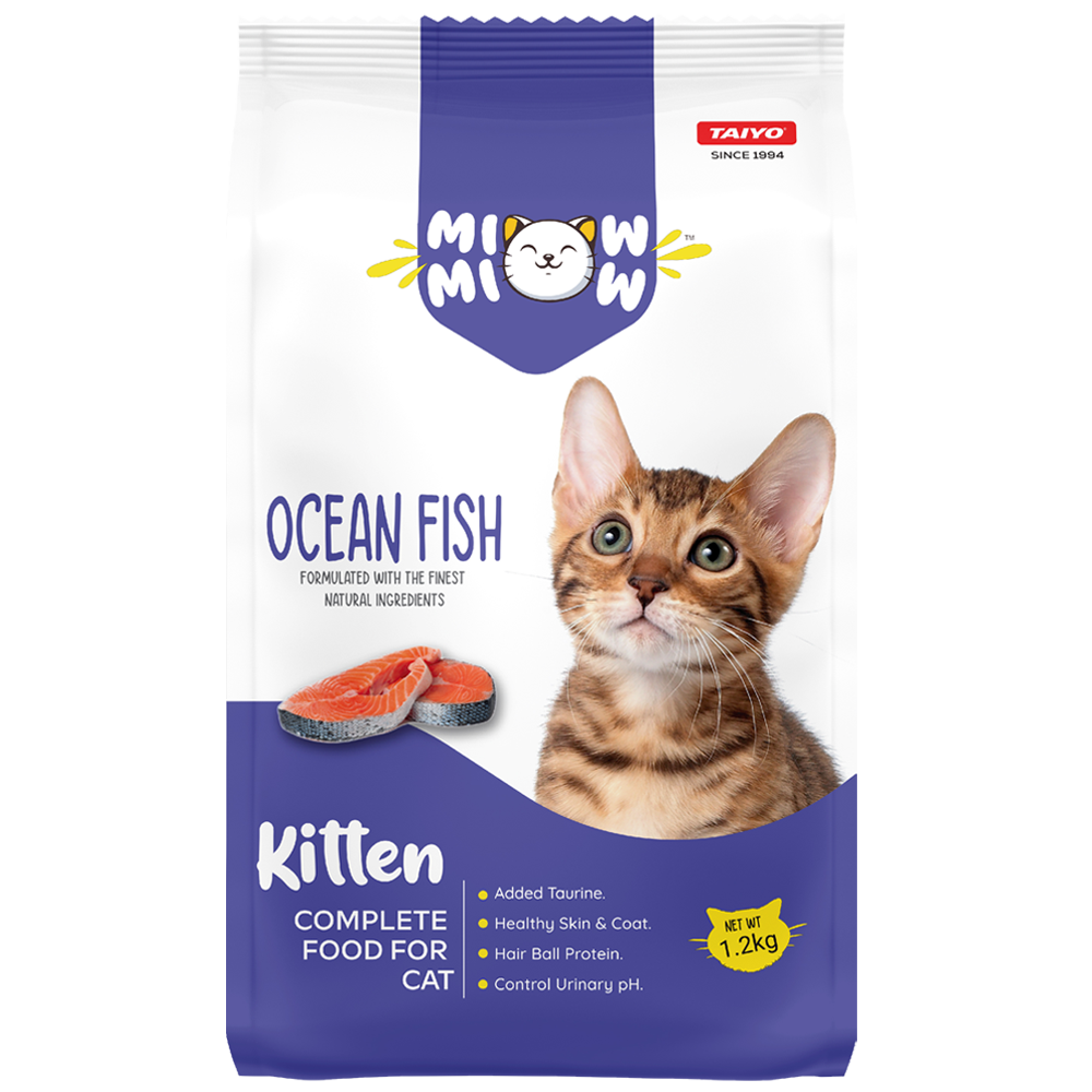 Miow miow Ocean fish  kitten