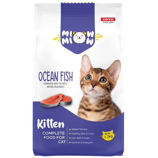 Miow miow Ocean fish  kitten
