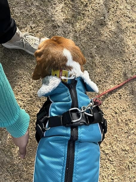 Nano Harness cum Jacket for Dogs (Harnesswear)