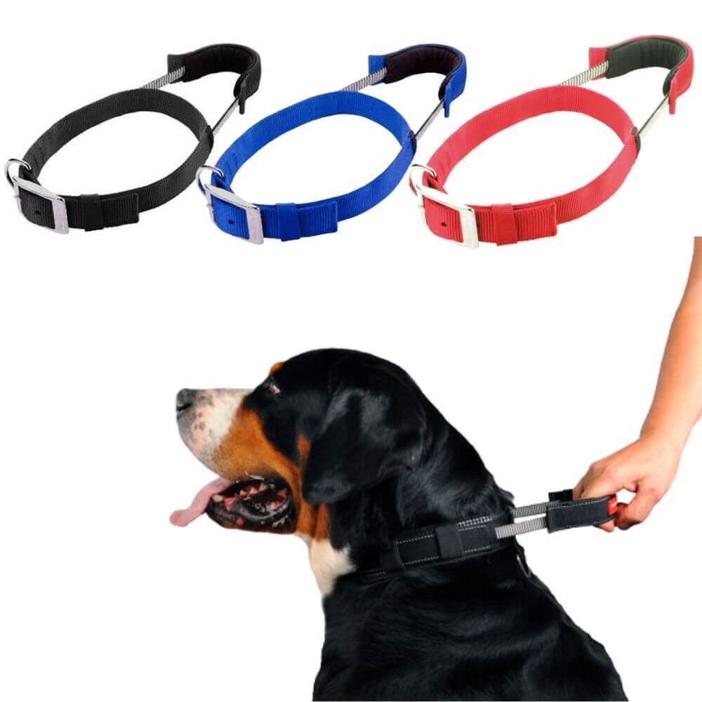 Patento Pet Collar with Integrated Short Leash