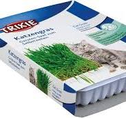 Wheat grass - Cat grass For Digestive Aid